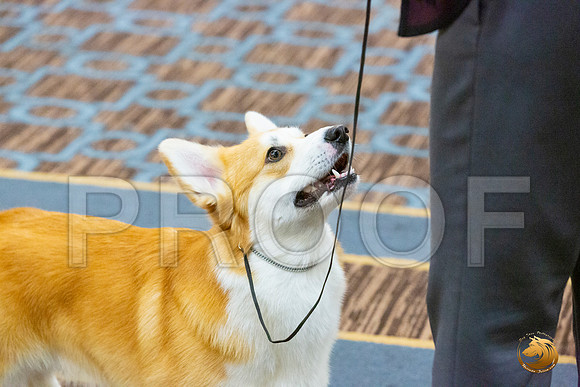 BOB Fri_JJL_4411_CorgiHstn2020-HR3