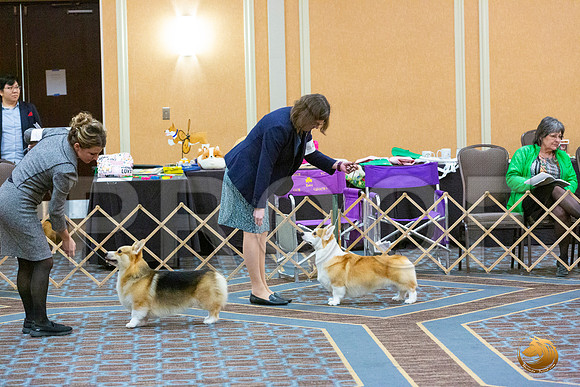 BOB Fri_JJL_4170_CorgiHstn2020-HR3