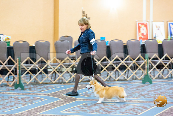 Dog 6 to 9 Puppy Dog_JJL_1526-CorgiHstn2020-HR3