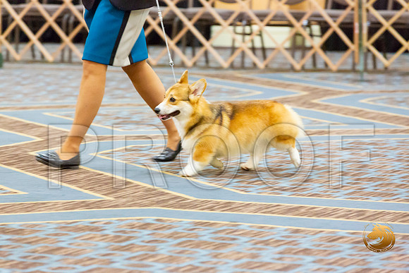Bitch 12 to 15 Puppy bitches_JJL_2318-CorgiHstn2020-HR3