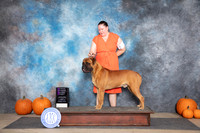 Bullmastiff #5 Sun OHG1 Judge Tim Catterson