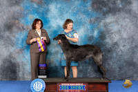 Scottish Deerhound #6 WED BOB Judge Barbara Scherer