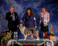Australian Cattle Dog #14 Sun BW Major Phillips JoAnn Judge  C Trotter
