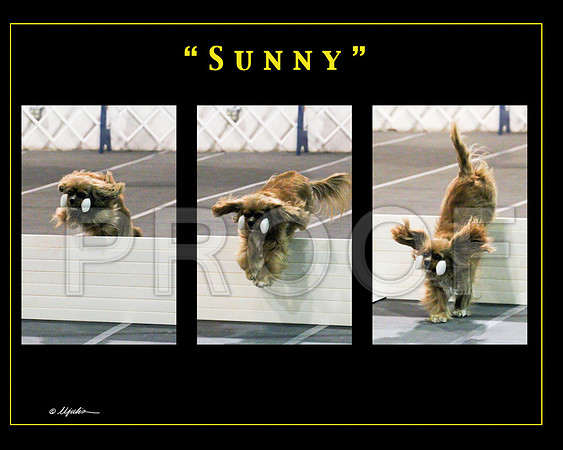 Sunny4web