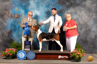 Treeing Walker Hound #5 Sun G1 Judge Michael Canalizo