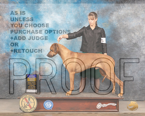 Rhodesian Ridgebacks #9 Sun BOB Judge Del RichardsMMJ_5373_Mdlnd2022_HR3
