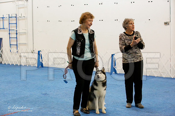 _M3_7621-AddisonHuskyMar2015-HR3