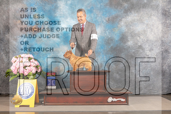 Norwich Terrier #6 THUR BOS WB BOW NCH Major Judge Ken Murray_MJ_4240_Houston_2022_HR3