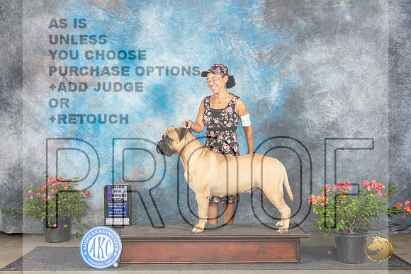 Bullmastiff #6 Sun WBM Judge Karen McFarlane__JP_6065_San Antonio_2024_HR3