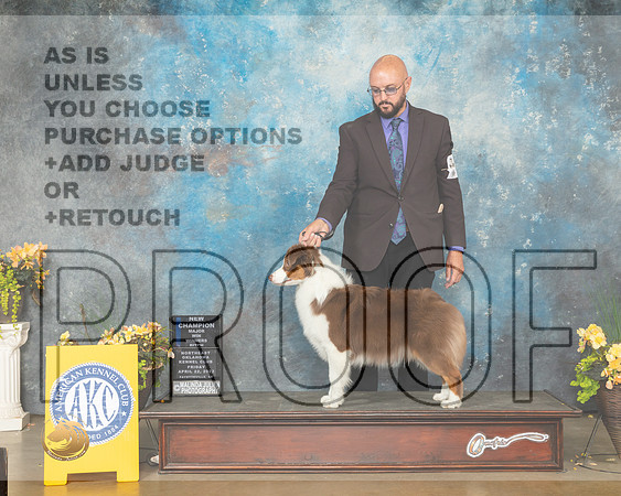 Miniature American Shepherd #20 Fri WBNCh Judge John Wade-MMJ_9990-NWARK2022-HR3