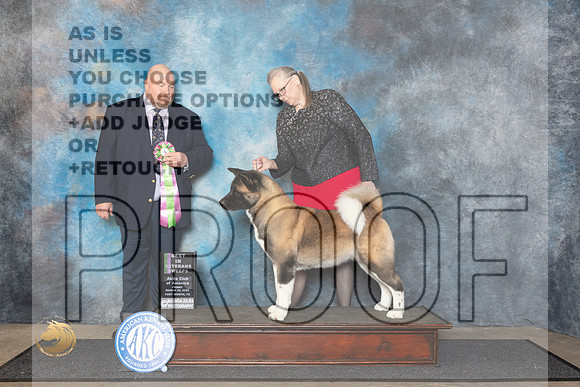 Akita #? Fri BVetSweeps Judge Fred Hagerman__JP_1431_FWKC_2024_HR3