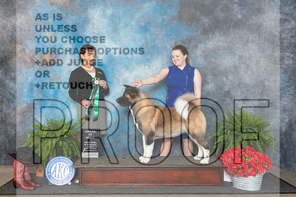 Akita #14 Fri AOM Judge Pamela Lambie__JP_1595_FWKC_2024_HR3