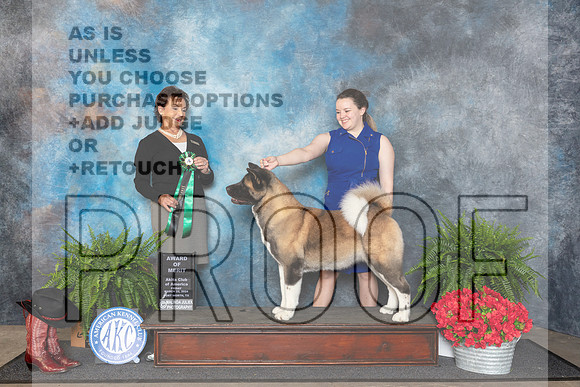Akita #14 Fri AOM Judge Pamela Lambie__JP_1596_FWKC_2024_HR3