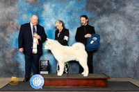 Akita #17 Fri BISweeps Judge Fred Hagerman