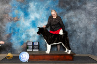 Akita #22 Fri BOWBBECH Judge Ken Buxton