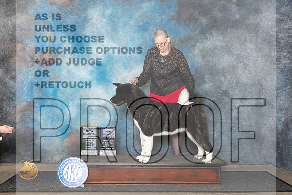 Akita #22 Fri BOWBBECH Judge Ken Buxton__JP_1435_FWKC_2024_HR3