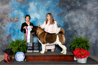 Akita #23 Fri SDOHBOBBVet Judge Pamela Lambie