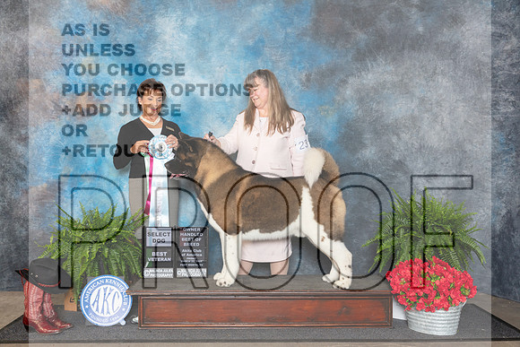 Akita #23 Fri SDOHBOBBVet Judge Pamela Lambie__JP_1606_FWKC_2024_HR3