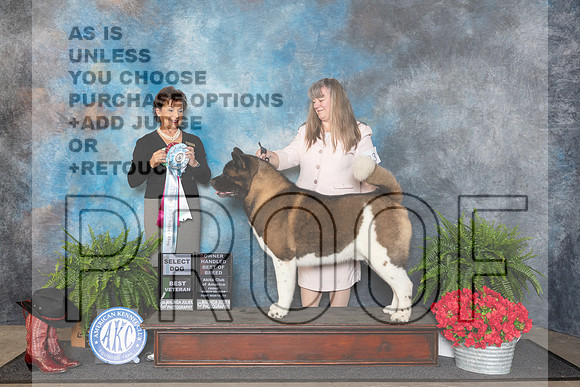 Akita #23 Fri SDOHBOBBVet Judge Pamela Lambie__JP_1609_FWKC_2024_HR3