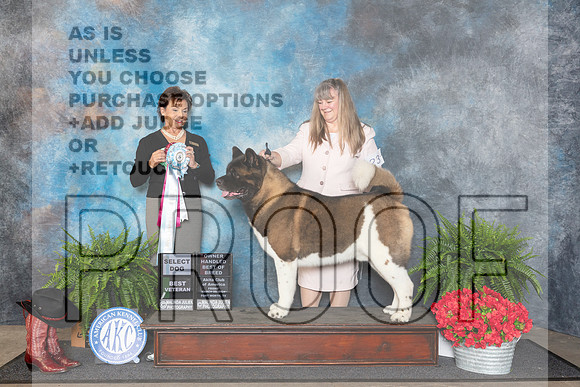 Akita #23 Fri SDOHBOBBVet Judge Pamela Lambie__JP_1610_FWKC_2024_HR3