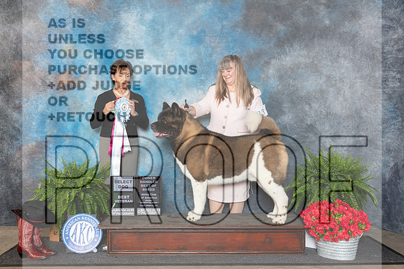 Akita #23 Fri SDOHBOBBVet Judge Pamela Lambie__JP_1611_FWKC_2024_HR3