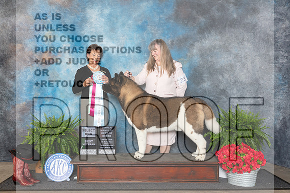 Akita #23 Fri SDOHBOBBVet Judge Pamela Lambie__JP_1613_FWKC_2024_HR3