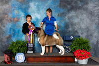Akita #34 Fri BISS Judge Pamela Lambie
