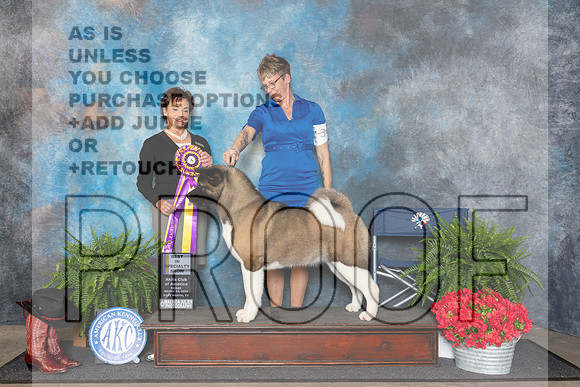 Akita #34 Fri BISS Judge Pamela Lambie__JP_1644_FWKC_2024_HR3