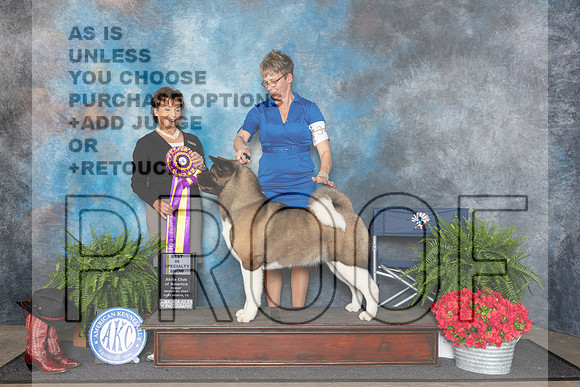 Akita #34 Fri BISS Judge Pamela Lambie__JP_1643_FWKC_2024_HR3