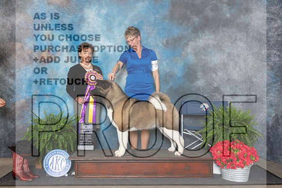 Akita #34 Fri BISS Judge Pamela Lambie__JP_1647_FWKC_2024_HR3