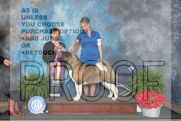 Akita #34 Fri BISS Judge Pamela Lambie__JP_1648_FWKC_2024_HR3