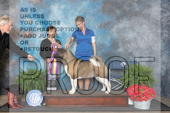 Akita #34 Fri BISS Judge Pamela Lambie__JP_1649_FWKC_2024_HR3