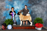 Akita #7 Fri BOW Judge Pamela Lambie
