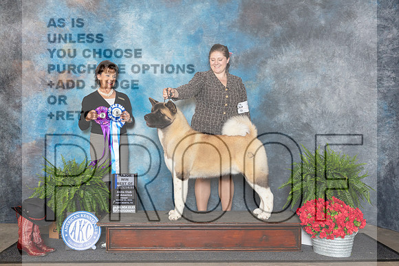 Akita #7 Fri BOW Judge Pamela Lambie__JP_1578_FWKC_2024_HR3