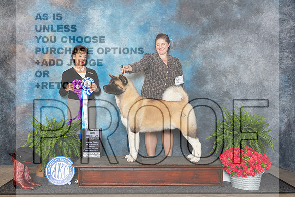 Akita #7 Fri BOW Judge Pamela Lambie__JP_1579_FWKC_2024_HR3