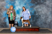 Basenji #11 Fri BISsweeps Judge Theresa Lyons