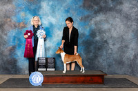 Basenji #12 Fri OHBOB Judge Molly Martin