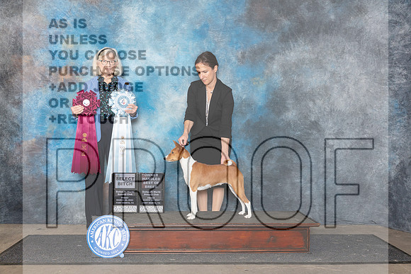 Basenji #12 Fri OHBOB Judge Molly Martin__JP_2116_FWKC_2024_HR3