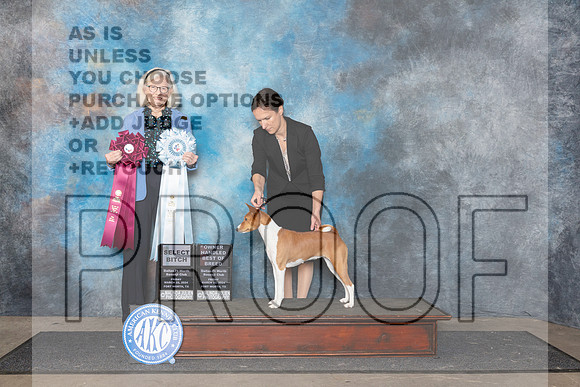 Basenji #12 Fri OHBOB Judge Molly Martin__JP_2121_FWKC_2024_HR3