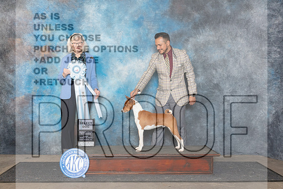 Basenji #23 Fri SD Judge Molly Martin__JP_2136_FWKC_2024_HR3