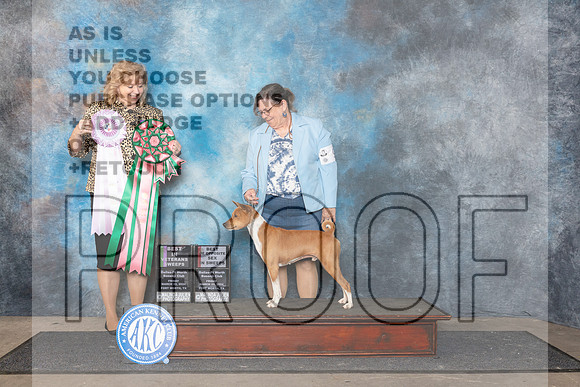 Basenji #9 Fri BVSweeps Judge Theresa Lyons__JP_2084_FWKC_2024_HR3