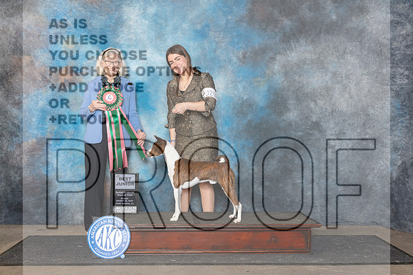 Basenji #J200 Fri Bjr Judge Molly Martin__JP_2113_FWKC_2024_HR3