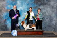 Basset Hound #6 Fri WB Judge Bryan Martin