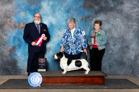 Basset Hound #8 Fri BOS Judge Bryan Martin