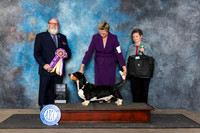 Basset Hound #9 Fri BISS Judge Bryan Martin