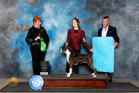 Boxer #? Fri BVet Judge Roberta Rettick
