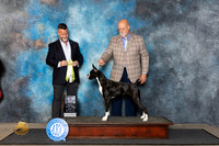 Boxer #14 Fri BISweeps Judge Shaunn Garrity