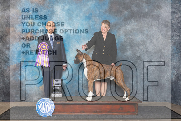 Boxer #27 Fri BISS Judge Ken Buxton__JP_1558_FWKC_2024_HR3