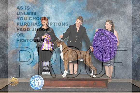 Boxer #27 Fri BISS Judge Roberta Rettick__JP_1335_FWKC_2024_HR3