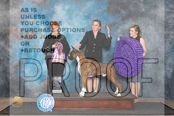 Boxer #27 Fri BISS Judge Roberta Rettick__JP_1337_FWKC_2024_HR3